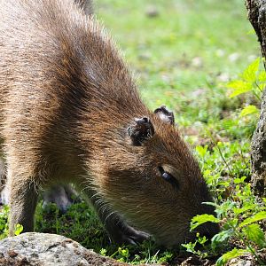 Juvenile capybara (Hydrochoerus hydrochaeris), 2020-06-20