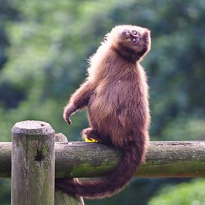 Black-capped capuchin (Sapajus apella), 2020-06-20