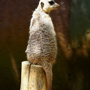 Meerkat (Suricata suricatta), 2020-06-20