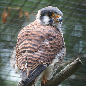 Male American kestrel (Falco sparverius), 2020-06-20