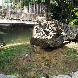 Giant domestic rabbit exhibit, 2020-06-20