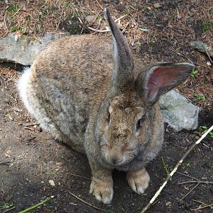 Giant domestic rabbit (Oryctolagus cuniculus domesticus), 2020-06-20