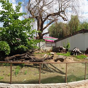 Black-tailed prairie dog exhibit, 2020-06-20