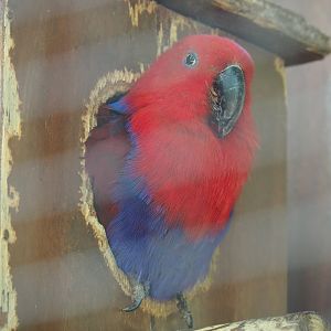 Female Eclectus parrot (Eclectus roratus), 2020-06-20
