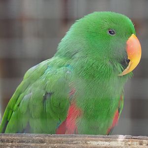 Male Eclectus parrot (Eclectus roratus), 2020-06-20