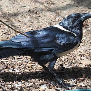 Pied crow (Corvus albus), 2020-06-20