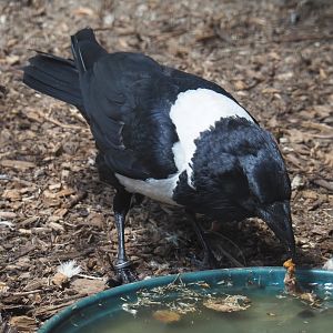 Pied crow (Corvus albus), 2020-06-20