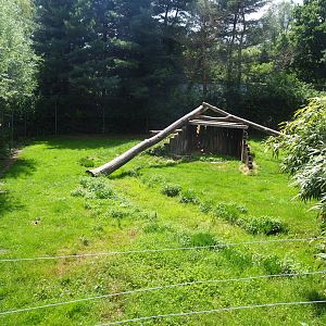 First cheetah exhibit, 2020-06-20