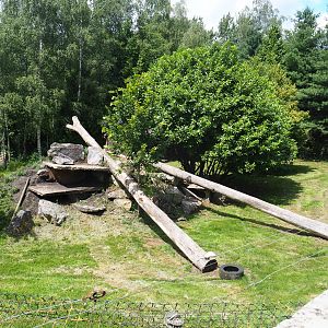 Second cheetah exhibit, 2020-06-20