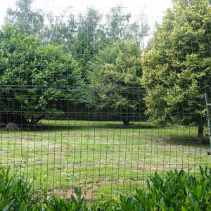 Second cheetah exhibit, 2020-06-20