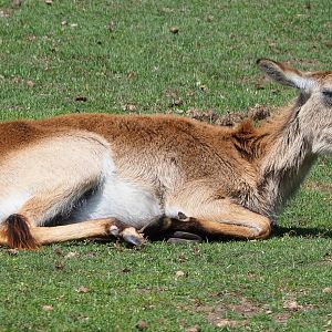 Red lechwe (Kobus leche leche), 2020-06-20