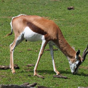 Springbok (Antidorcas marsupialis), 2020-06-20
