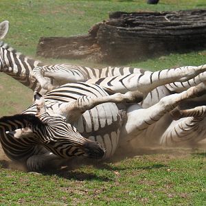 Damara zebras (Equus quagga burchellii), rolling in the dirt, 2020-06-20