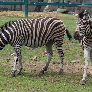 Damara zebras (Equus quagga burchellii), 2020-06-20