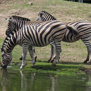 Damara zebras (Equus quagga burchellii) going for a drink, 2020-06-20