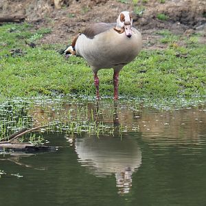 Feral Egyptian goose (Alopochen aegyptiaca), 2020-06-20