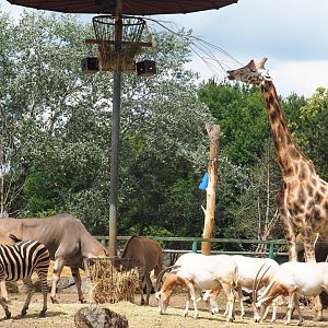 Feeding savanna exhibit animals, 2020-06-20