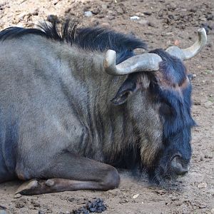 Blue wildebeest (Connochaetes taurinus taurinus), 2020-06-20