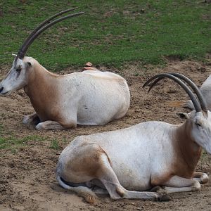 Scimitar-horned oryxes (Oryx dammah), 2020-06-20