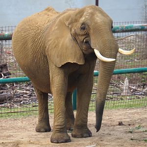 African bush elephant (Loxodonta africana), 2020-06-20