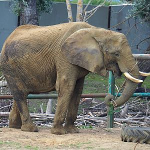 African bush elephant (Loxodonta africana), 2020-06-20