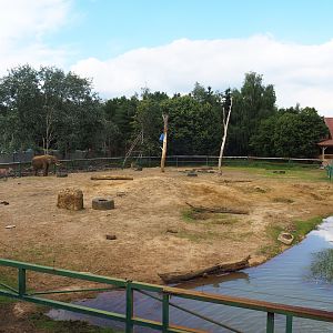 African bush elephant paddock, 2020-06-20
