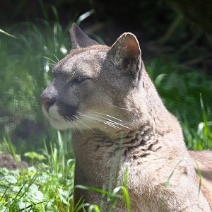 Mountain lion (Puma concolor), 2020-06-20