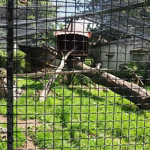 Mountain lion exhibit, 2020-06-20