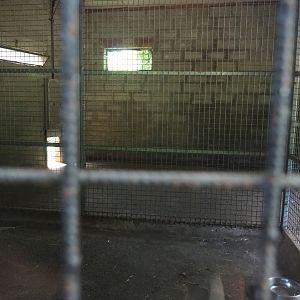Mountain lion holding cages, 2020-06-20