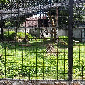 Black leopard exhibit, 2020-06-20