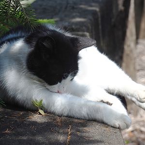 Free-ranging Domestic cat (Felis catus), 2020-06-20