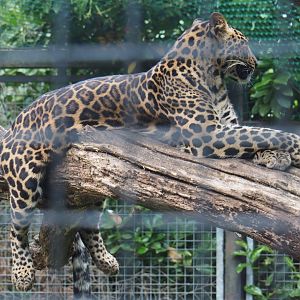 African leopard (Panthera pardus), 2020-06-20
