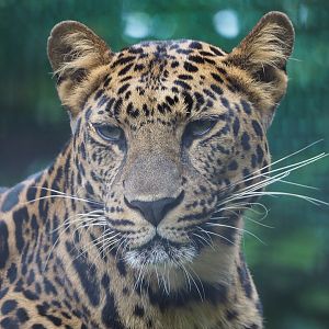 African leopard (Panthera pardus), 2020-06-20