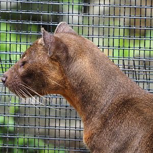 Fossa (Cryptoprocta ferox), 2020-06-20