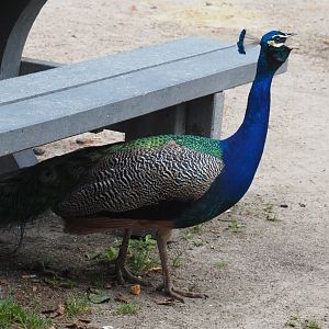 Free-ranging Blue peafowl (Pavo cristatus) calling in a picnic area, 2020-06-20