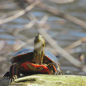 Painted turtle