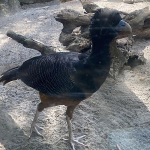 Blue-Billed Curassow (Crax alberti)