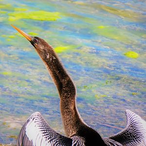 Anhinga
