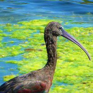 Glossy Ibis