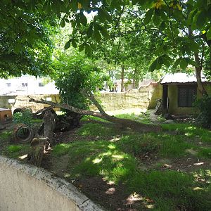 Striped skunk exhibit, 2020-06-20