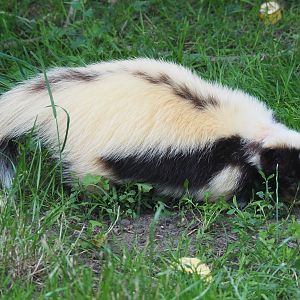 Striped skunk (Mephitis mephitis), 2020-06-20