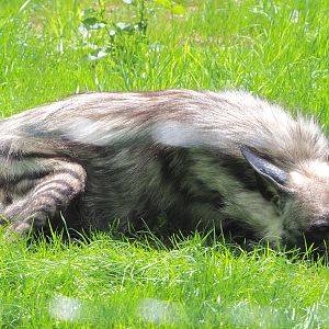 Striped hyena (Hyaena hyaena), 2020-06-20