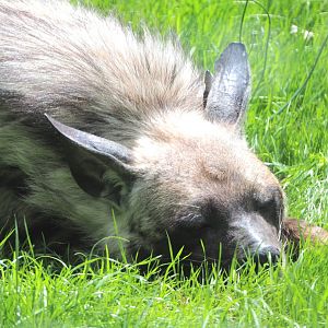 Striped hyena (Hyaena hyaena), 2020-06-20