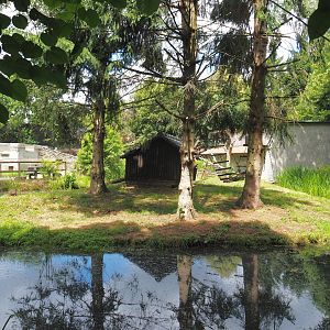Black-and-white ruffed lemur island, 2020-06-20