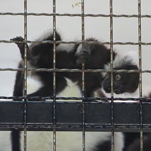 Baby Black-and-white ruffed lemur (Varecia variegata variegata), 2020-06-20