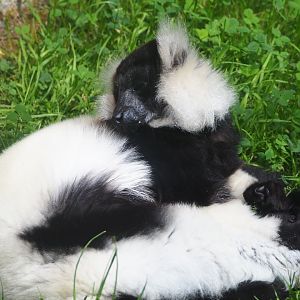 Black-and-white ruffed lemur (Varecia variegata variegata), 2020-06-20