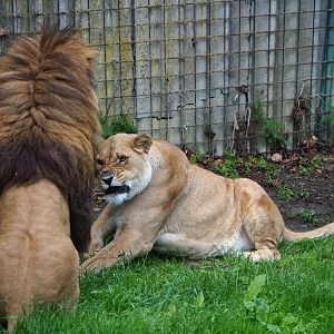 Non-subspecies-specific African lions (Panthera leo), 2020-06-20