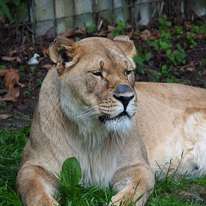 Non-subspecies-specific African lioness (Panthera leo), 2020-06-20