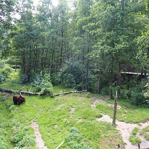 Eurasian brown bear exhibit, 2020-06-20