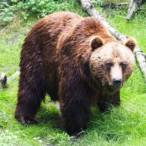 Eurasian brown bear (Ursus arctos arctos), 2020-06-20